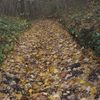 200911 La feuille d'automne, emportée par le vent