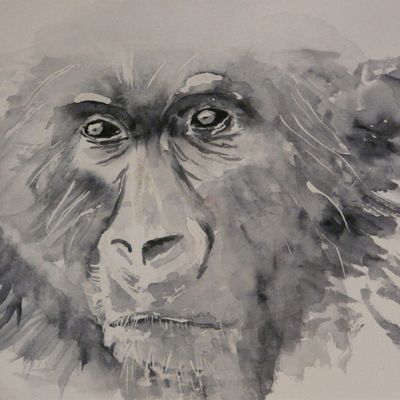 Rwanda : Gorilles dans la brume des Virungas.