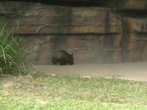 Hier die zweite Ladung an Bildern vom Australia Zoo sowie brandneu von der Lone Pine Koala Sanctuary - enjoy!!!!