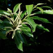 Le châtaignier, un arbre aux multiples ressources