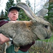 Kim Jong Il a t-il mangé les lapins géants pour son anniversaire?