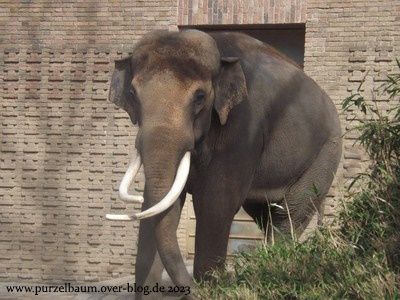 Elefant Victor, Flamingos, Erdmännchen