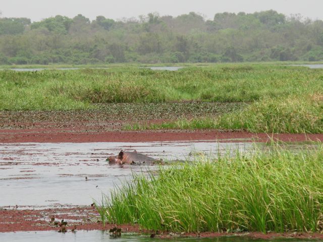 mare peuplée de rhinocéros et d'oiseaux par milliers