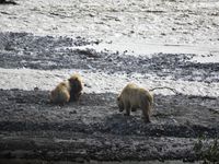 Je vous laisse admirer les trois ours... et le caribou mort! 