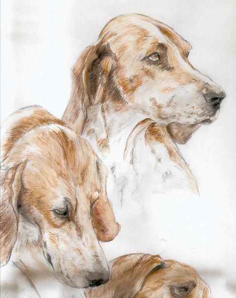 Lavis, aquarelles pastels et crayon aquarellable de chiens de meute