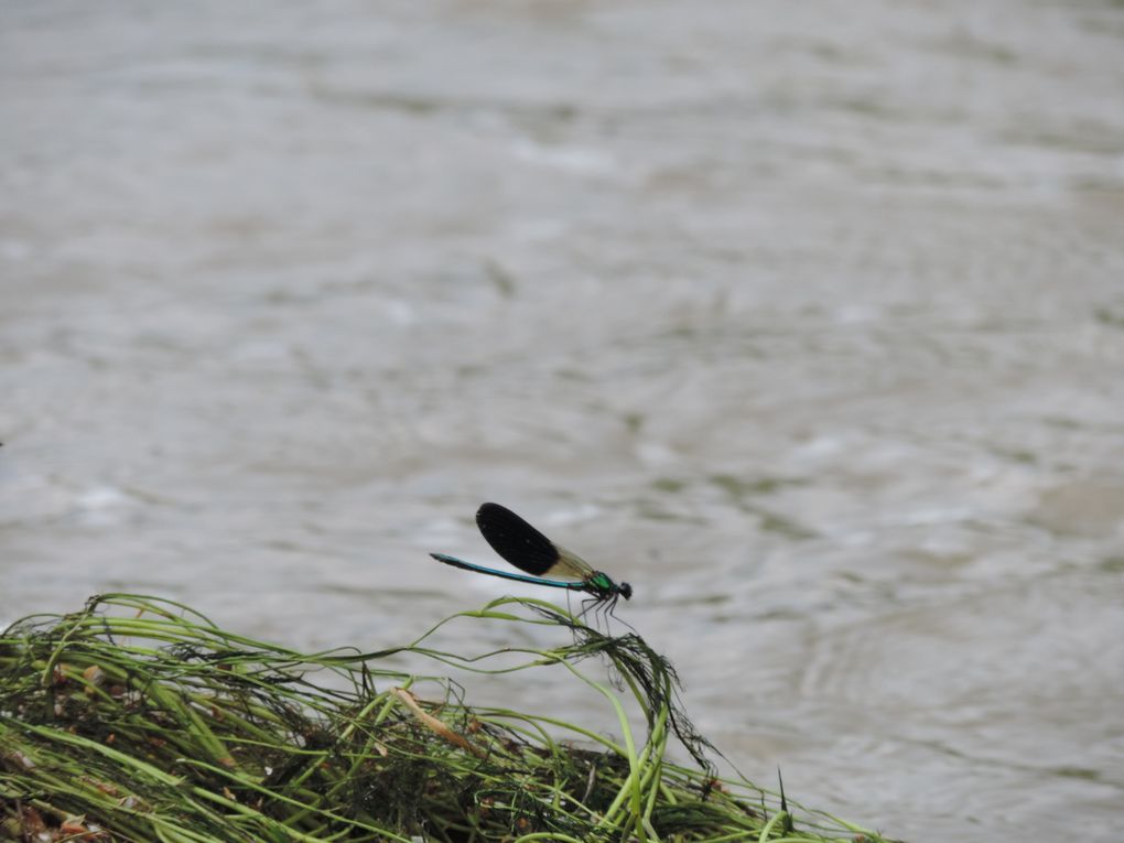 Lacs, étangs et  insectes