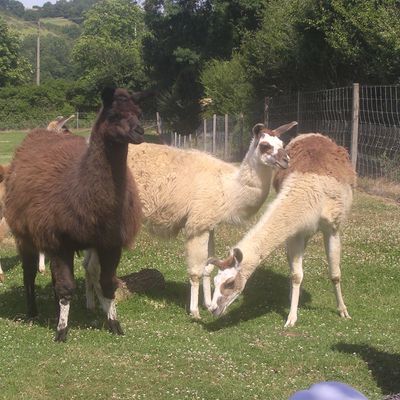 Les lamas