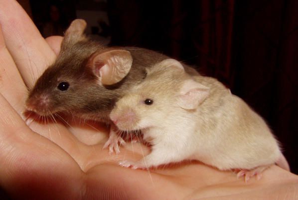 Photos de groupes de souris