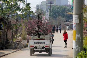Thuê xe tải chở hoa, cây cảnh dịp Tết Canh Tý 2020