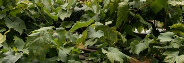 les vendanges de Charonne