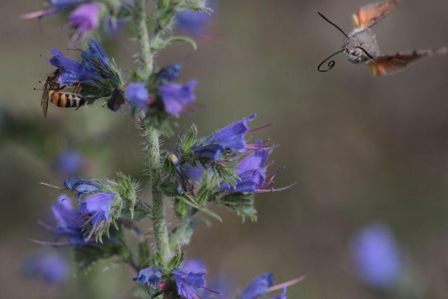 PAPILLONS à Bléré ( 37150 )                      09/07/2016