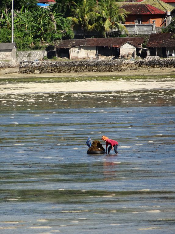 Album - 56.Sud de Bali et Lembongan (Indonesie--avril)