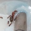 Mes quatrièmes: Camponotus blandus