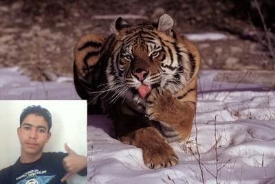 moi et le tigre