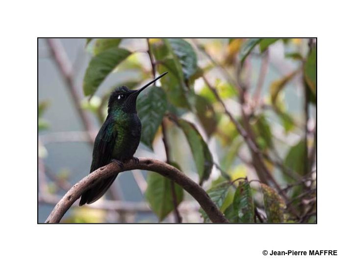 Des oiseaux multicolores en plein vol dans un paysage harmonieux qui leur ressemble.