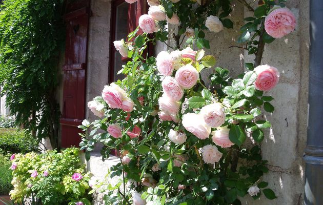 Les roses de Provins