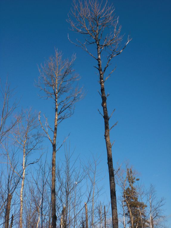 du 2 février au 5 février 2012