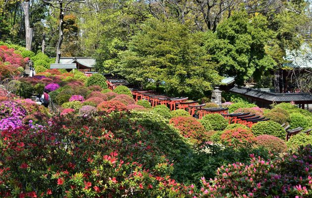 Tokyo, Temple Nezu - Le début du printemps