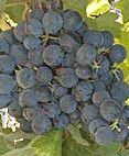 #Saperavi Producers Australia Vineyards 