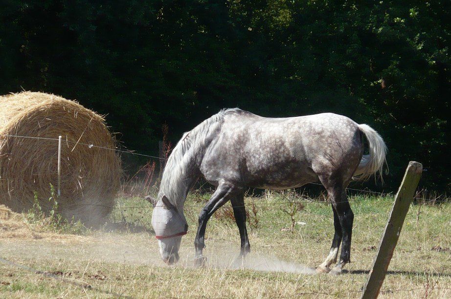 un cheval en pension pour deux mois, quelques séances de dressage en amazone ou à califourchon, un cheval au pré...Kitano, dit Lulu!