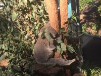 Article du Monde.fr : Le koala est menacé de disparition par le réchauffement climatique, selon une étude de l'université de Sydney qui met en garde : son extinction pourrait se précipiter si rien n'était fait "en urgence" pour planter à la fois des arbres au feuillage fourni qui le protègent de la canicule durant le jour et des eucalyptus, dont il se nourrit la nuit.