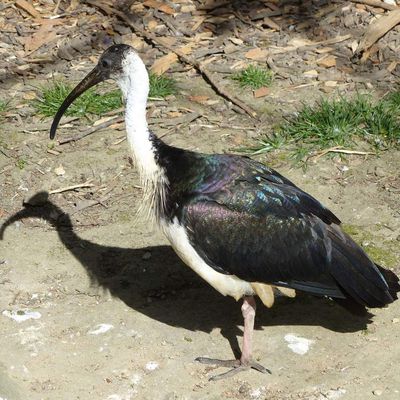 Les ibis du Zoo des Sables d'Olonne