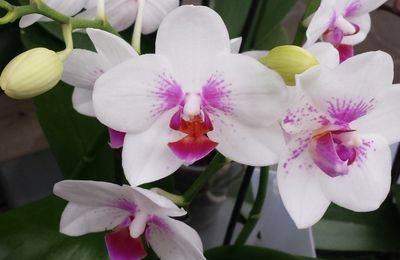 Fiche de culture : Phalaenopsis Hybride