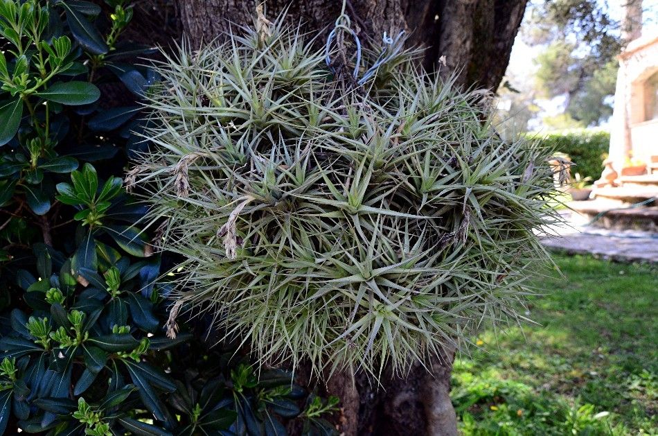 SOUS LE SOLEIL DE MEXICO: LE JARDINIER DU DIMANCHE