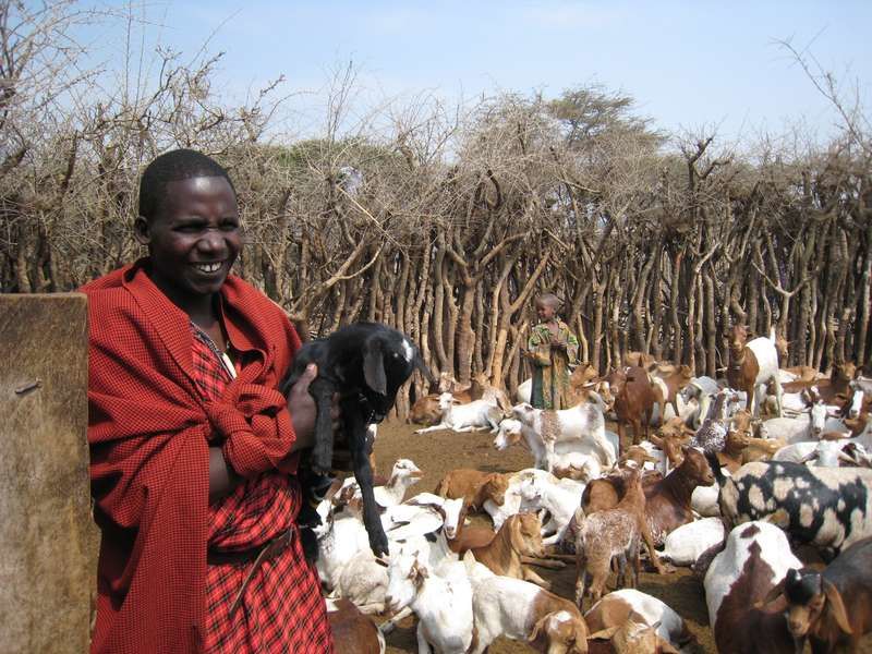 Quelques animaux rencontrés dans les parcs lors de notre voyage de noces.
K = Kenya
T = Tanzanie