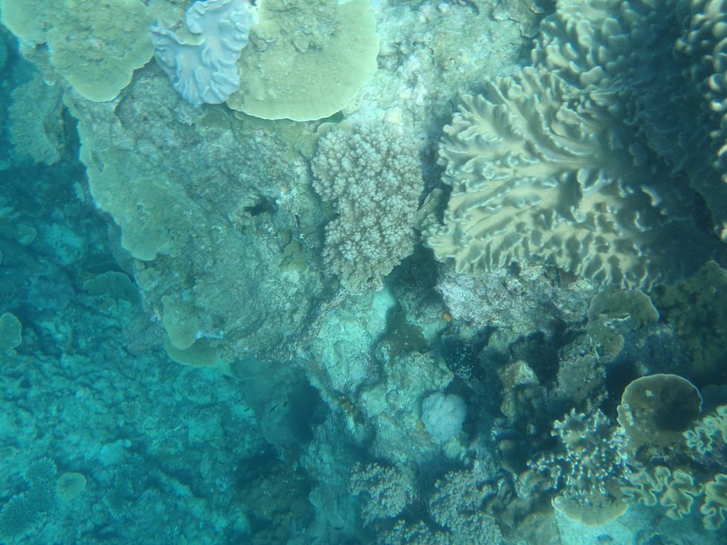 Album - Cairns Great Barrier Reef