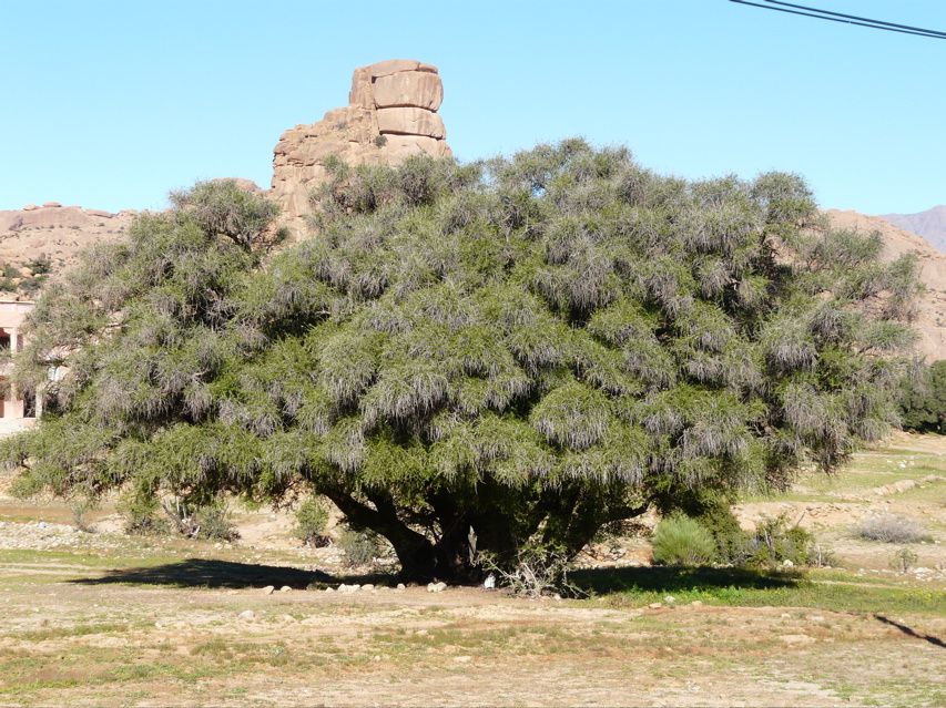 Album - Maroc-Tafraoute et balade a Ait Mansour Janvier 2009