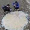 Australie : une étrange meduse trouvée sur la plage. 