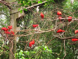 Parc des oiseaux