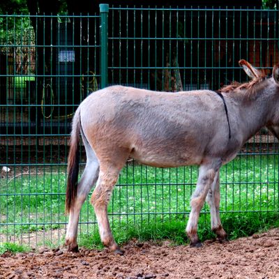 Jacotte, l'âne de la mini-ferme du parc Corbière, Le Pecq (Yvelines)