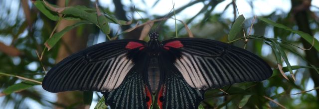 Un papillon noir.