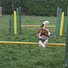 Reprise de l'agility après la pose hivernale