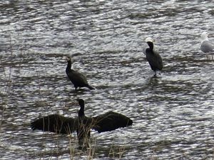 .... de regarder les oiseaux .....