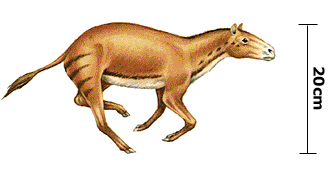 Hyracotherium