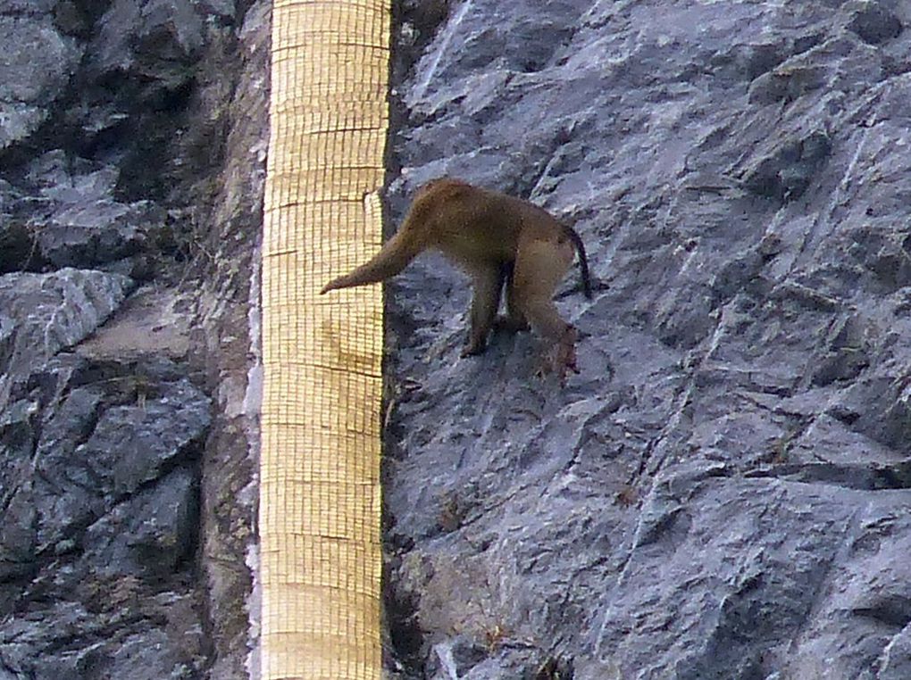 Les singes à Khao Chi Chan