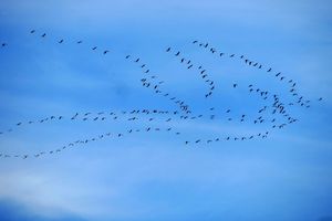 Migration des grues
