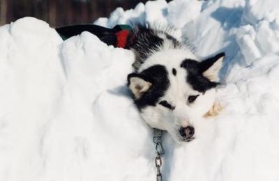 enfoui dans la neige