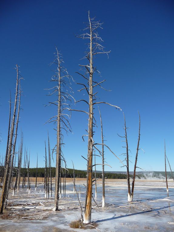 Album - 15.Yellowstone (Wyoming-octobre)