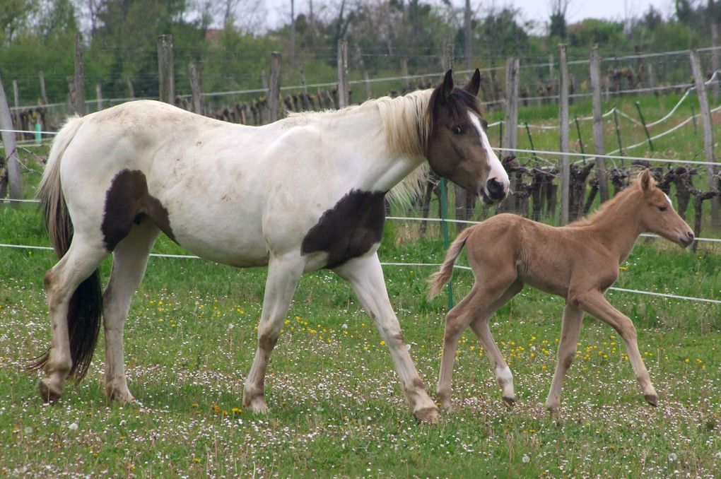 Jument oc (half pinto)par Rodeo peppy's boy et Queguapa, née le 12 avril 08