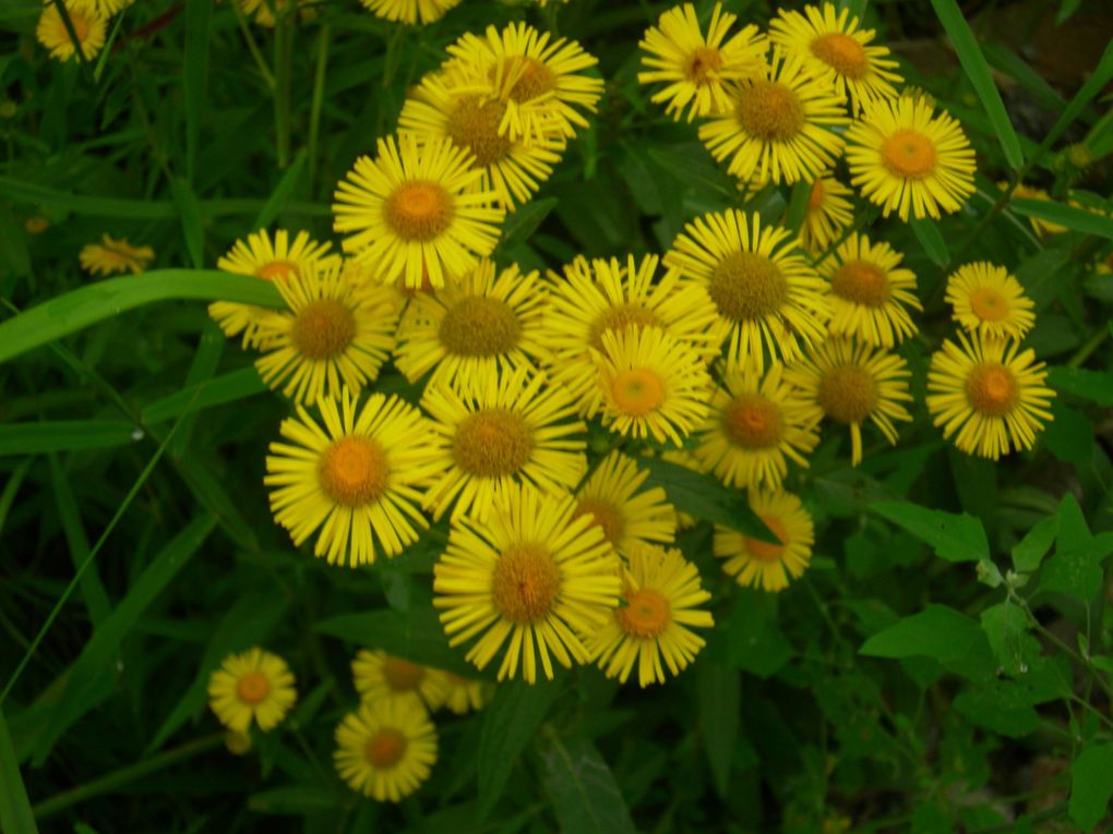 ... et aussi en ville : fleurs et arbres en fleurs de Pékin, de Tianjin, du Hebei, du Heilongjiang, du Shandong, de Mongolie intérieure, du Ningxia, du Gansu, du Qinghai et du Sichuan. Que cent fleurs s'épanouissent !