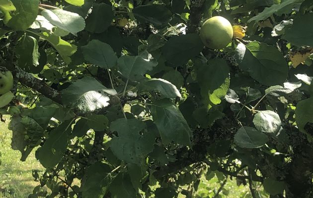 Dans mon jardin 