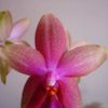 Phalaenopsis "sweet memory" Liodoro