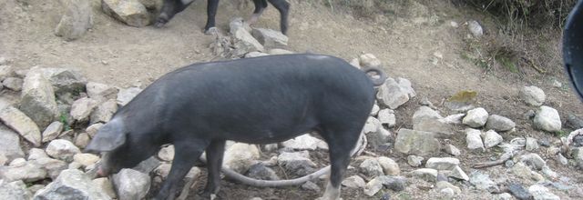 Défi N°115 : Ben , mon cochon !
