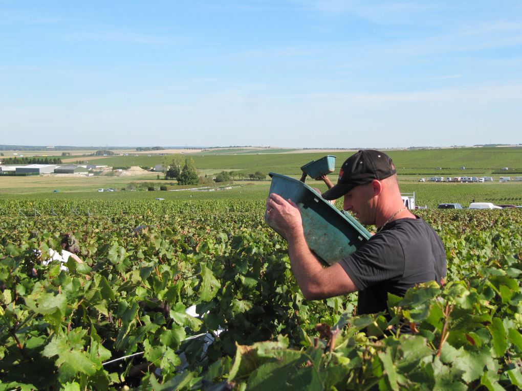 Quelques vues de ces belles vendanges 2010.