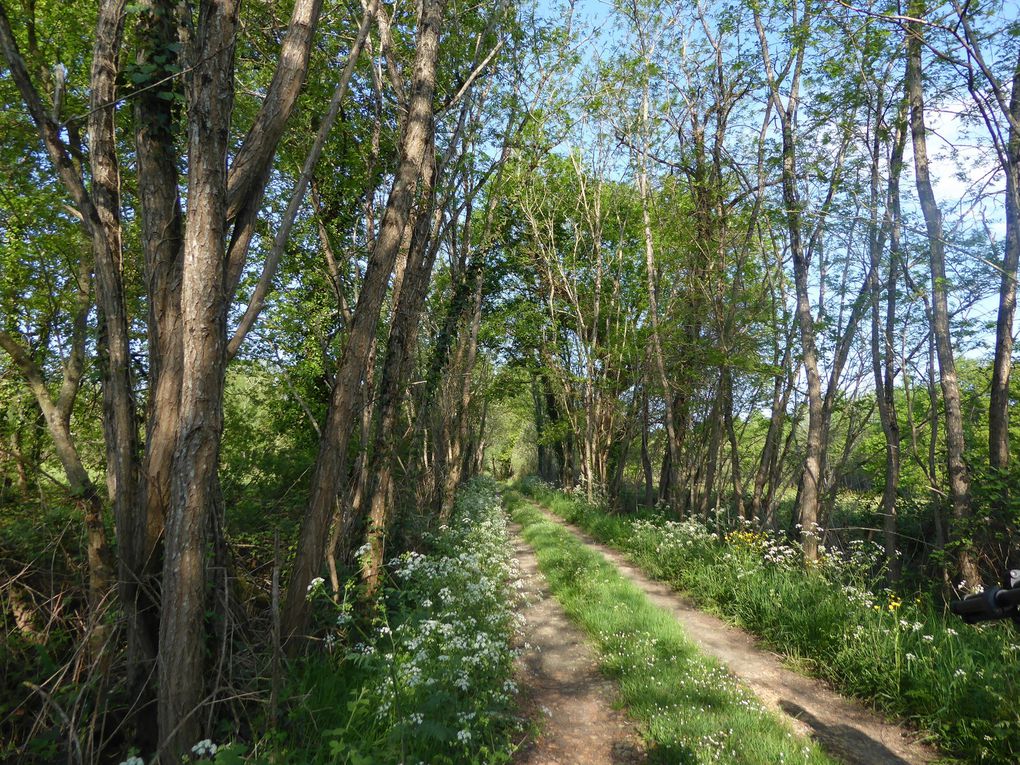 Sortie nature 21 avril 2018: Oiseaux nicheurs des marais du blayais (St Ciers sur Gironde et Braud et Saint Louis) et son album