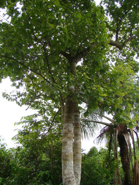 Album - Perou--Machu-a-Iquitos